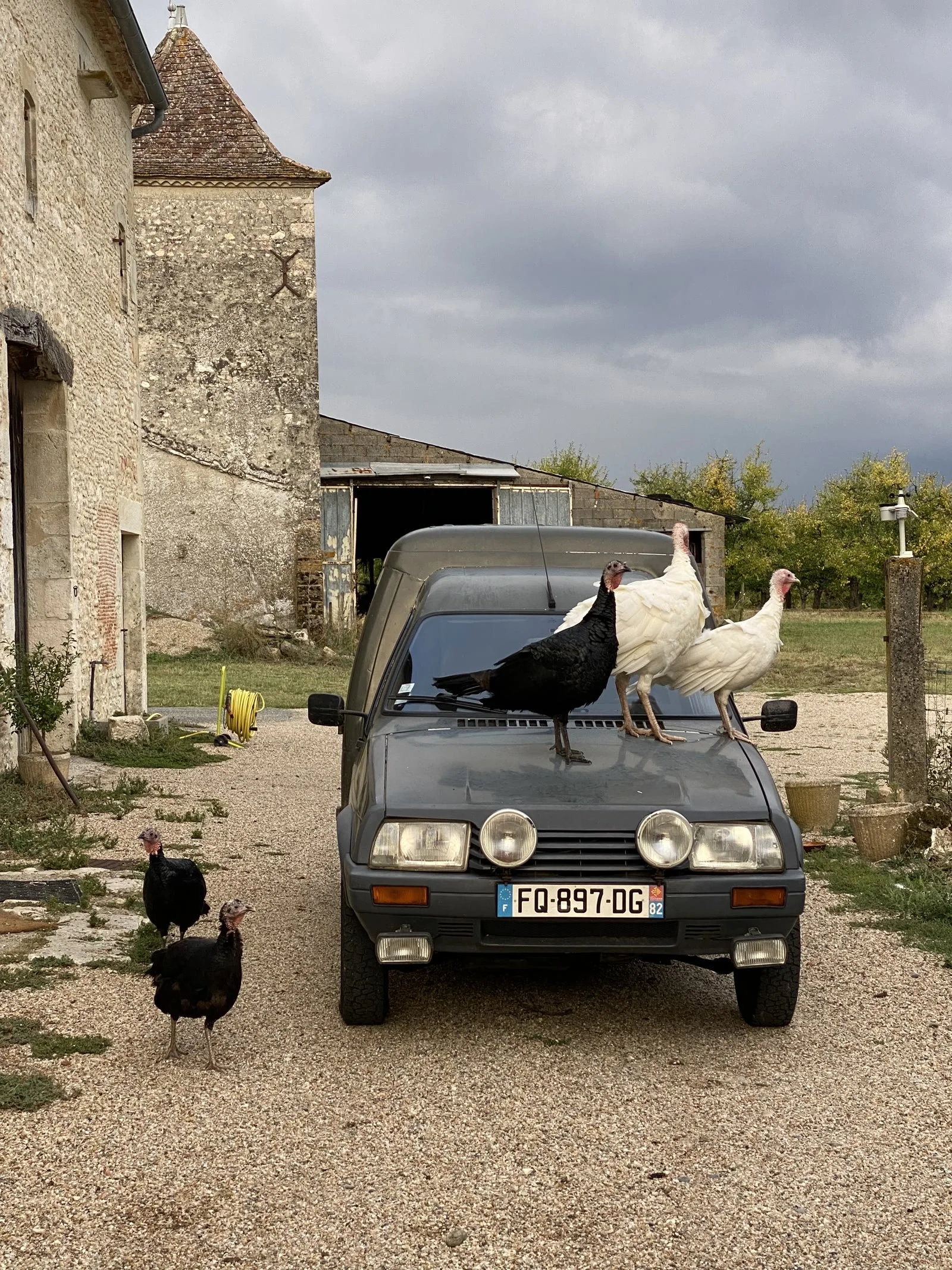 Dindes dans la cour du domaine Le Voisin