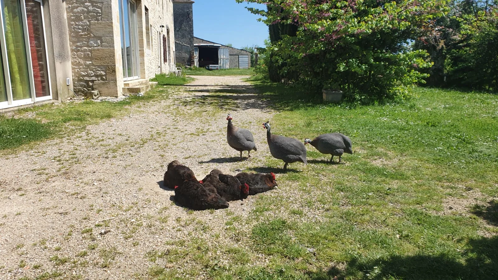 Poules et pintades au domaine Le Voisin