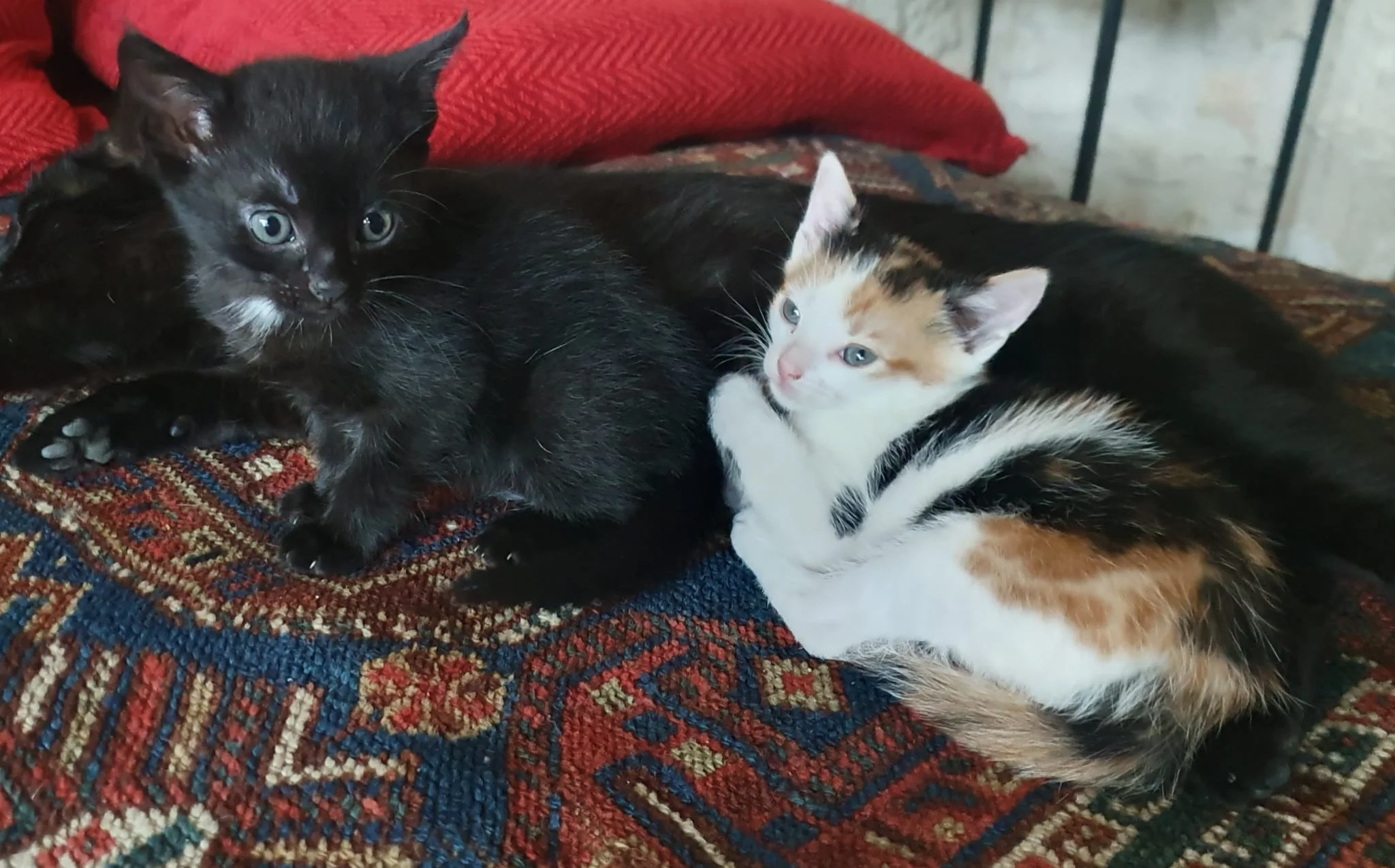 Chats du domaine Le Voisin