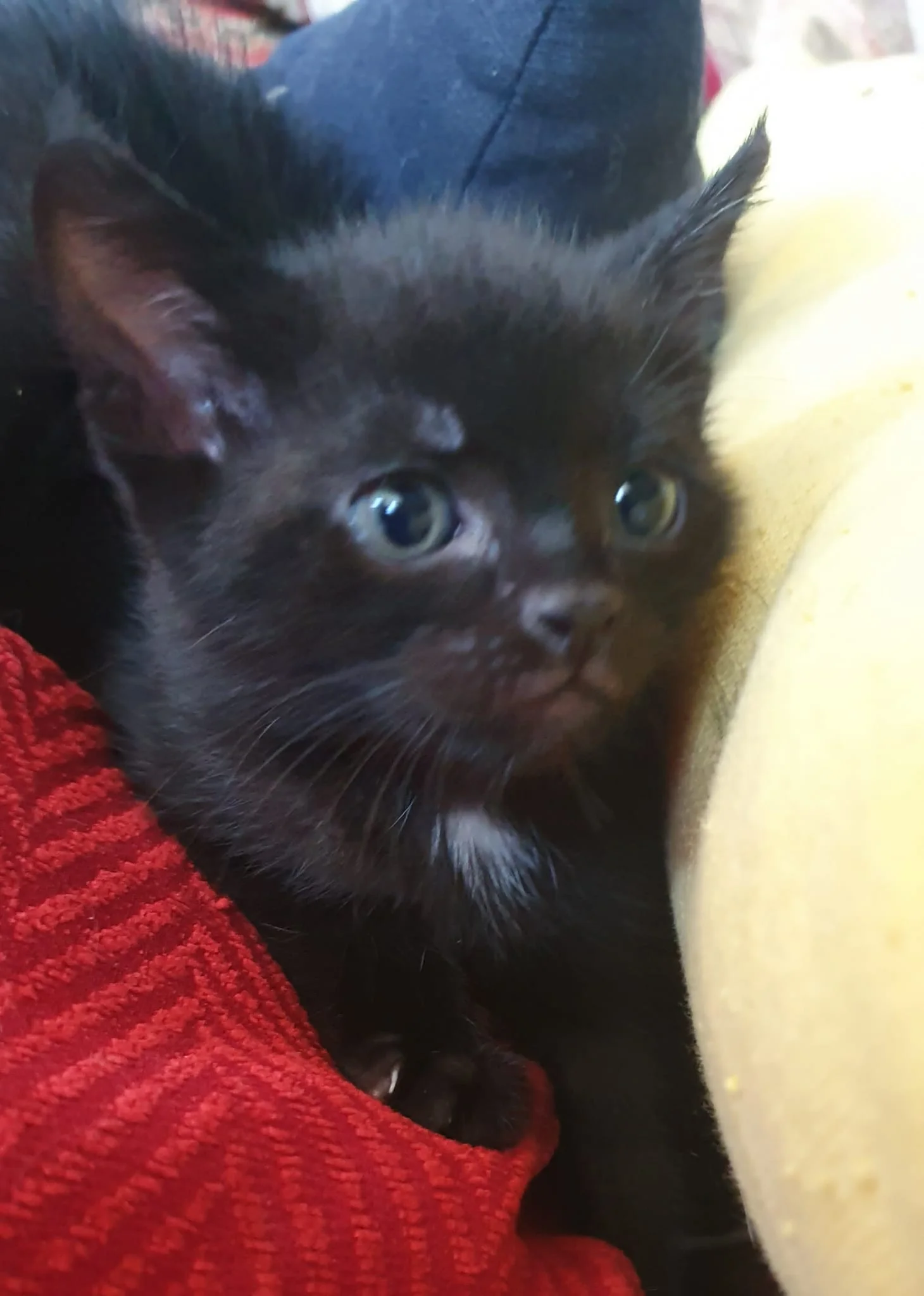Jeune chat noir du domaine