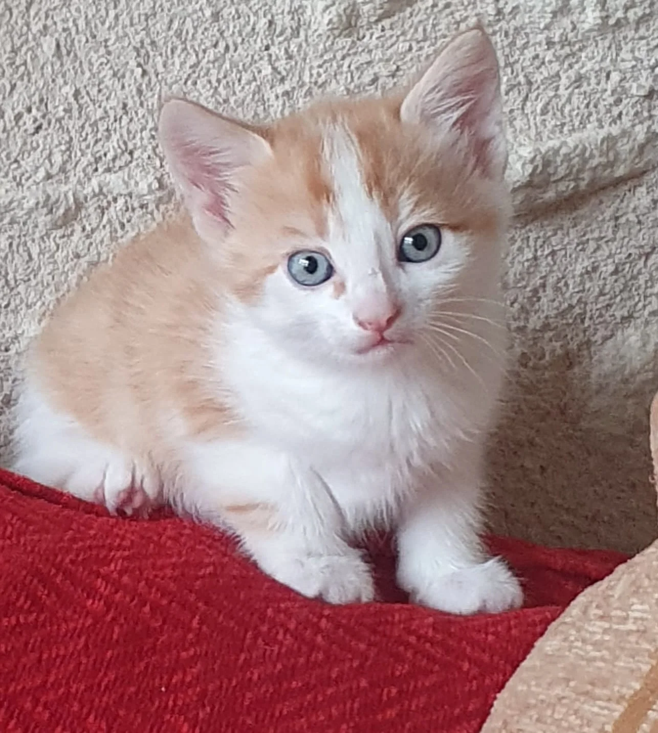 Chaton roux et blanc du domaine