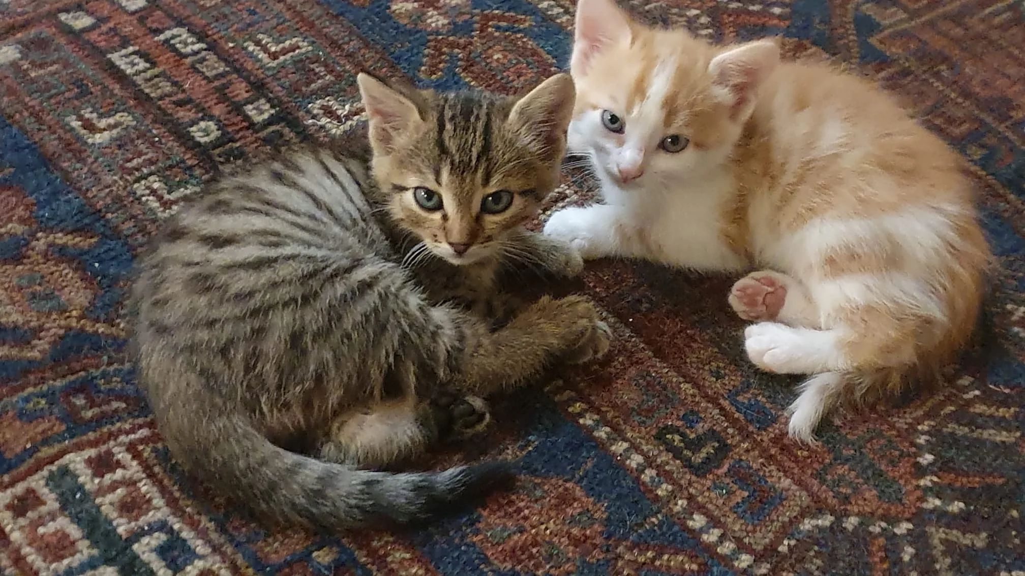 Deux jeunes chats du domaine
