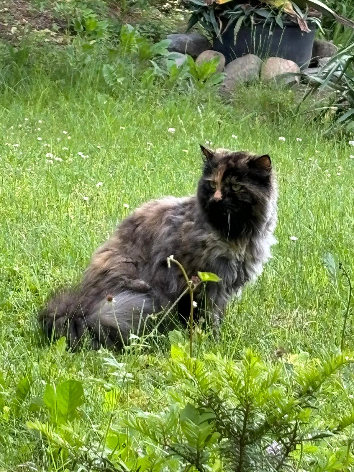 Chat du domaine dans le jardin