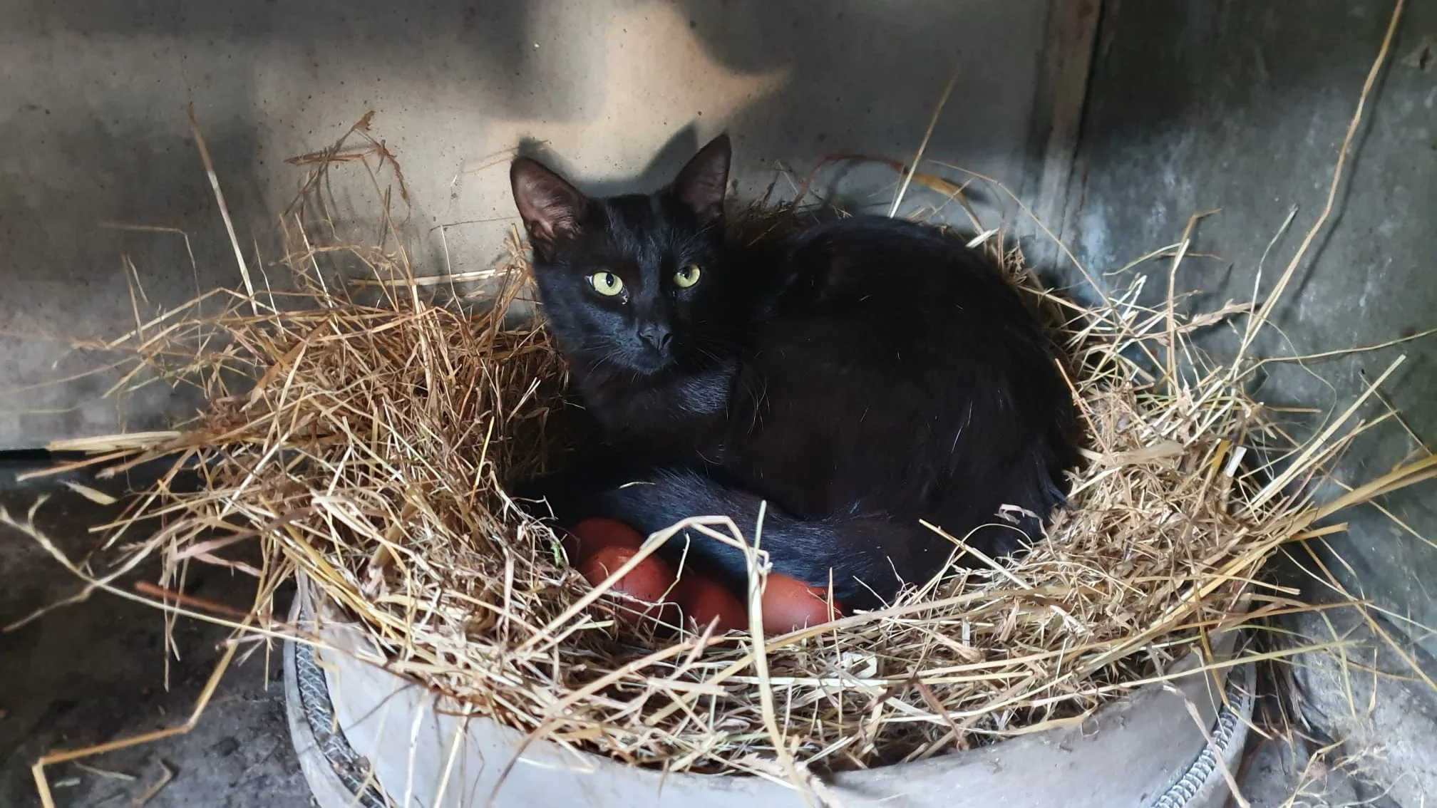 Chat noir dans la paille