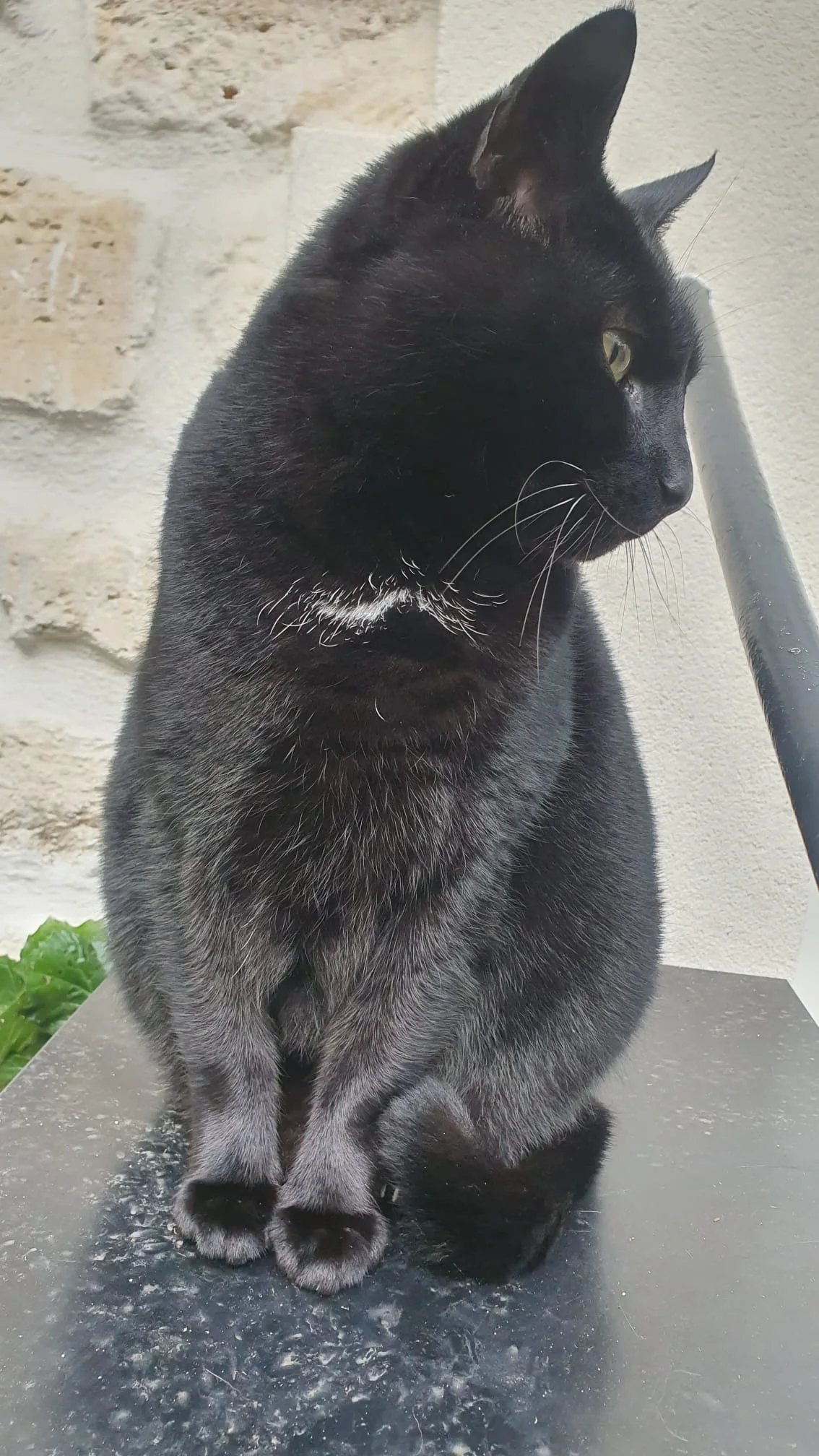 Chat noir près d’un mur en pierre