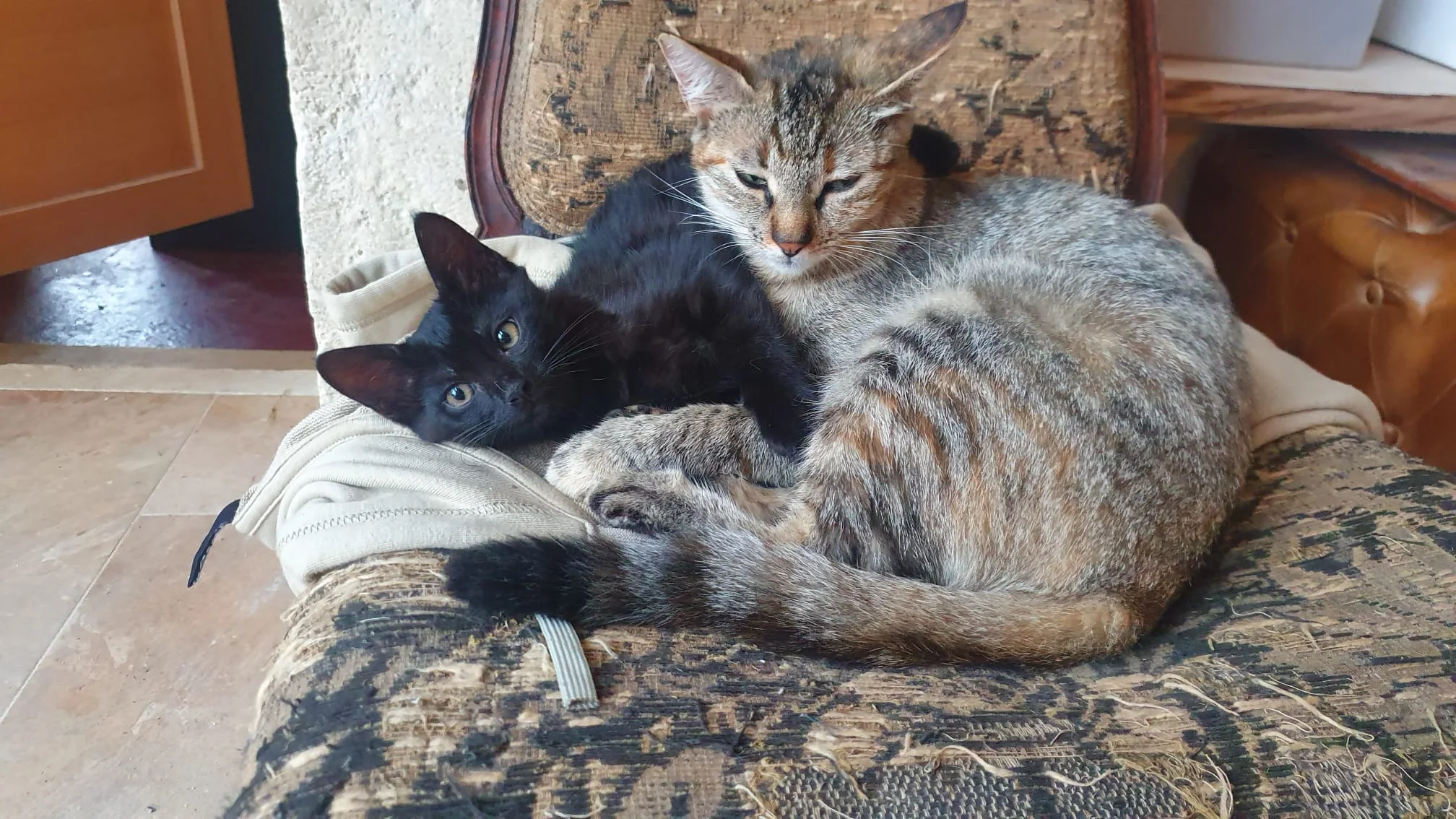 Chats au repos au domaine