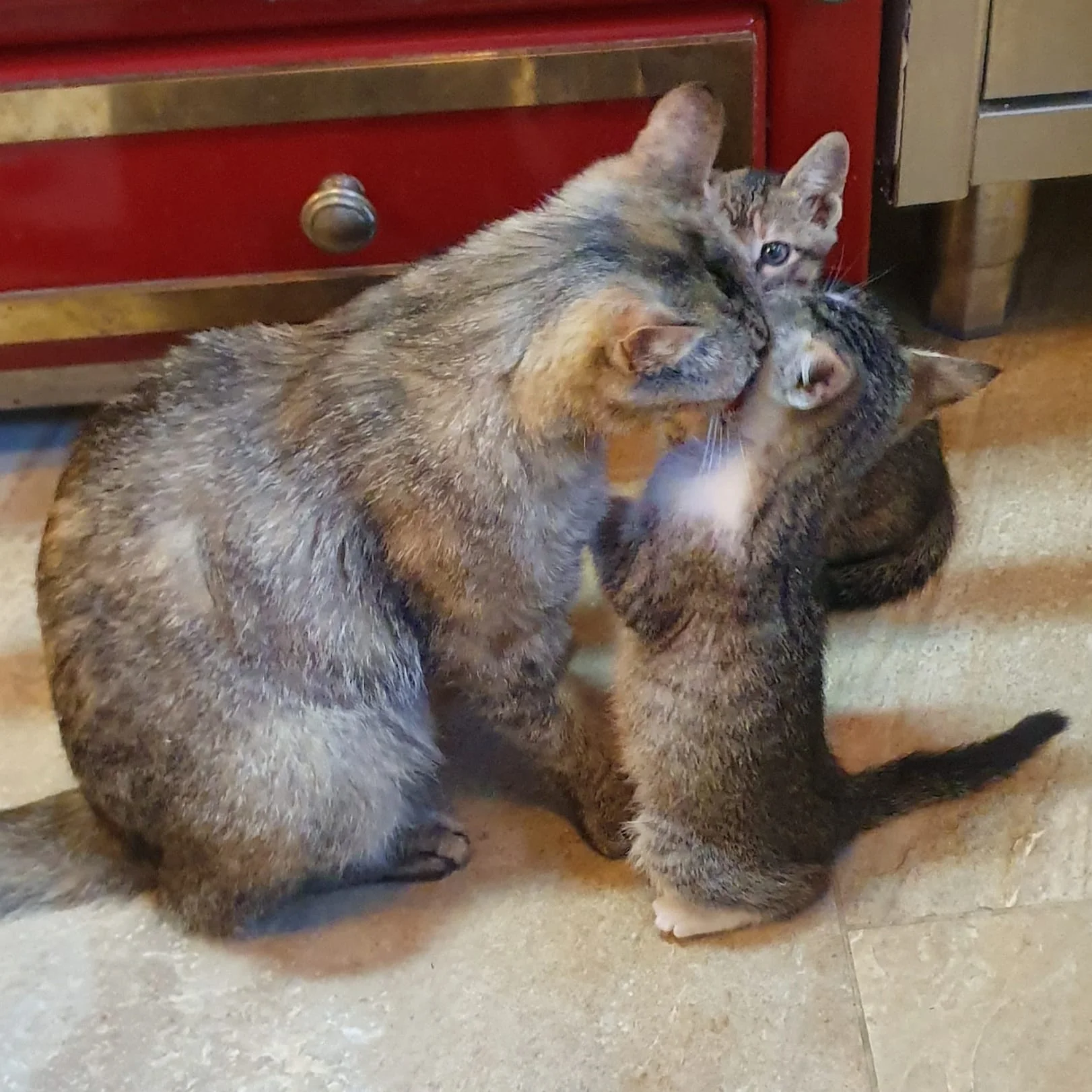 Chats de la maison au domaine Le Voisin