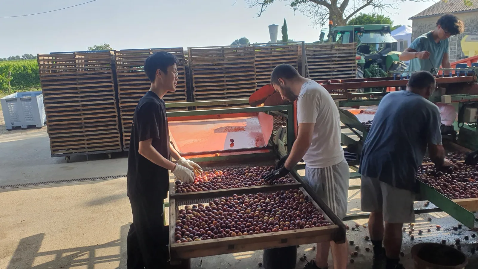 Tri des prunes au domaine