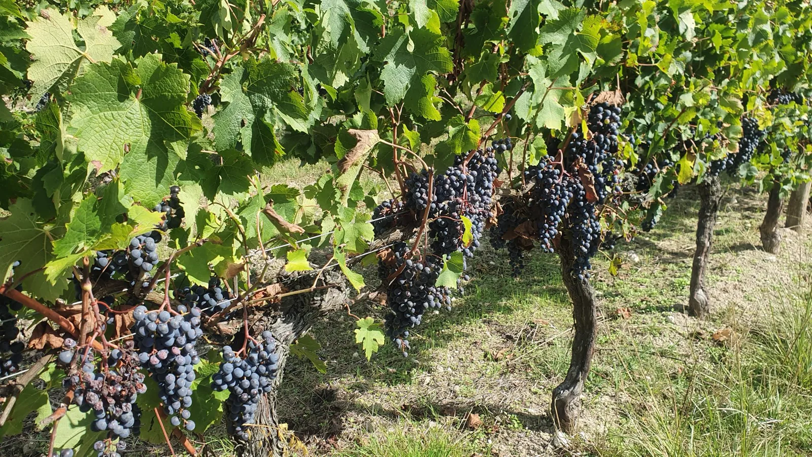 Pieds de vignes Malbec au domaine
