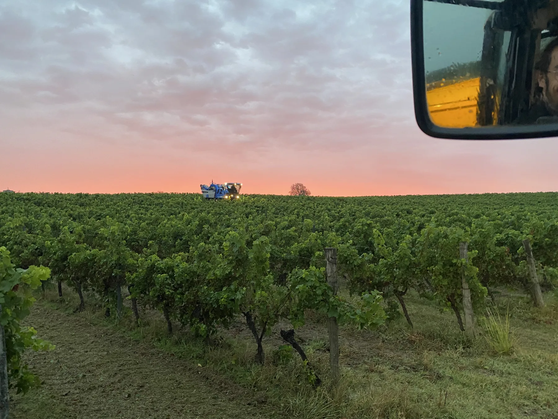 Rangs de vigne du domaine Le Voisin au coucher du soleil