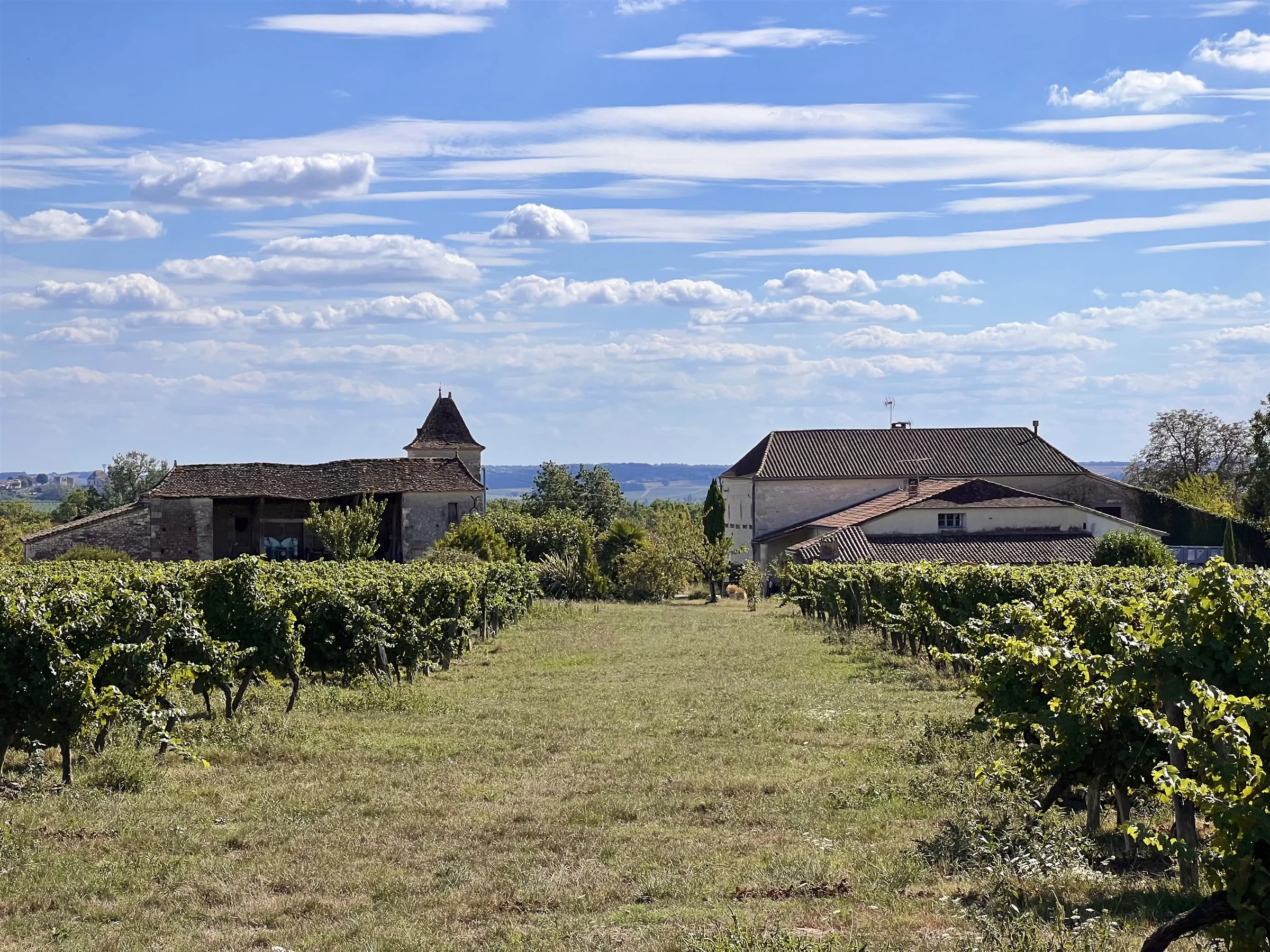 Allée enherbée entre les vignes devant le domaine Le Voisin