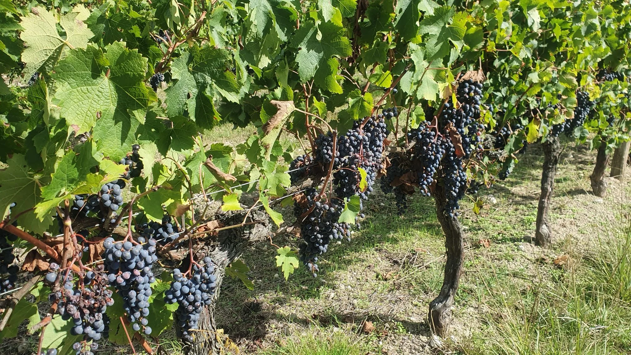 Pieds de vignes Malbec au domaine