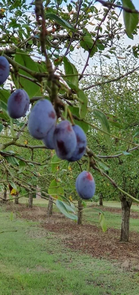 Prunes destinées aux pruneaux moelleux PRUNORTIS